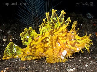 Rhinopias frondosa Rhinopias frondosa var.yellow  (黄龙王鲉)