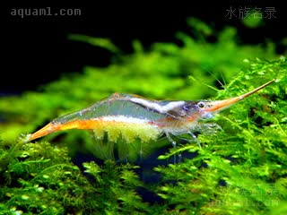 印度红鼻虾 Caridina gracilirostris 细额米虾[暂] 雌虾 身体偏透明，图为抱卵状态