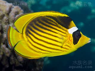 条纹蝴蝶鱼 - 红海月眉蝶 Chaetodon fasciatus