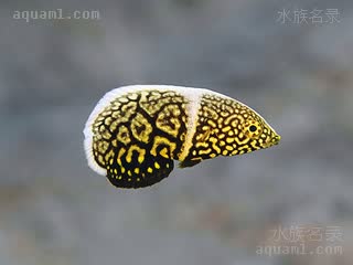 线纹阿南鱼
白尾珍珠龙(幼体) Anampses lineatus(J)