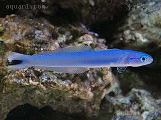 Ptereleotris heteroptera 尾斑鳍塘鳢
