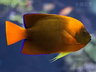 橙仙 Holacanthus clarionensis 塞拉利昂刺蝶鱼 成鱼(2) 