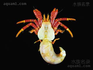克氏纤毛寄居蟹
橙节红斑寄居蟹 Ciliopagurus krempfi