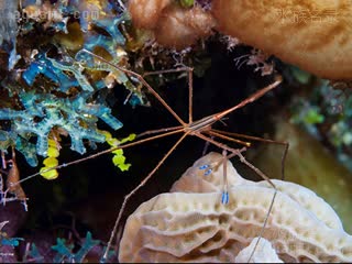 黄线箭蟹 Stenorhynchus seticornis 长锥狭端蟹[暂]  背部