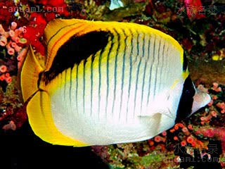 颈斑单印蝶 Chaetodon oxycephalus 尖头蝴蝶鱼 成鱼 