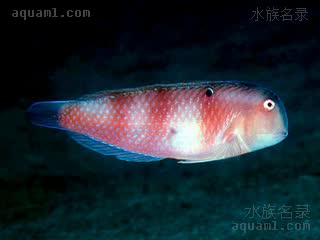 洛神剃头龙 Iniistius dea 洛神项鳍鱼 成鱼 