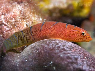 Cochleoceps Cochleoceps bicolor