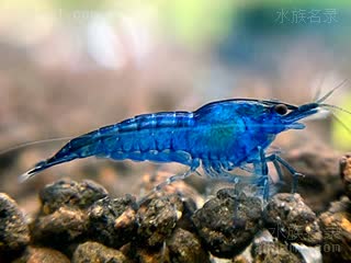 Neocaridina davidi Neocaridina davidi cv.'blue velve'  (蓝丝绒虾)