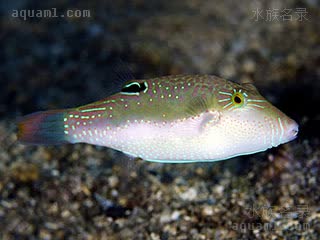 花婆 Canthigaster bennetti 点线扁背鲀 成鱼 