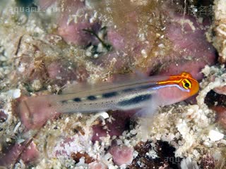 红面鰕虎 Elacatinus puncticulatus 缀点霓虹虾虎[暂]  伪装色