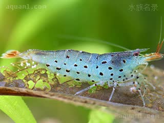 越南豹点米虾 Caridina rubropunctata 红斑米虾[暂]  偏蓝色个体