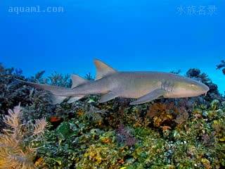 Ginglymostomatidae Ginglymostoma cirratum