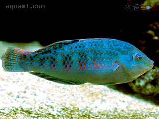 帝汶龙 Halichoeres timorensis 帝汶海猪鱼 雄鱼 体为蓝绿色带有暗斑