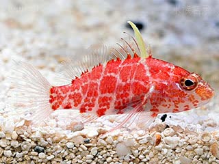 小仙女 Plectranthias inermis 弱刺棘花鮨  喜欢匍匐于沙面