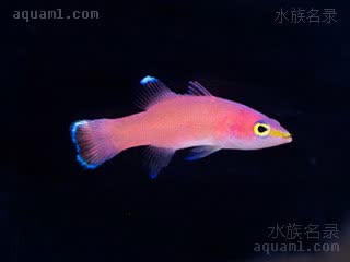加勒比海粉红草莓 Liopropoma mowbrayi 脊背长鲈 幼鱼 