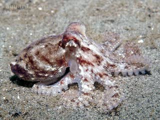 太平洋红蛸 - 太平洋红章鱼 Octopus rubescens