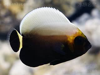 眼镜仙 Chaetodontoplus conspicillatus 大堡礁荷包鱼 幼鱼 