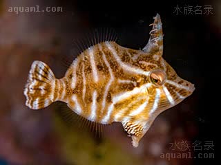 Acreichthys Acreichthys radiatus