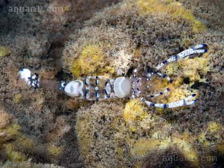 维纳斯海葵虾 Ancylomenes venustus 维纳斯曲腰虾[暂]  背部