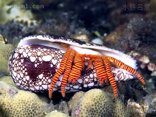 Calcinidae Ciliopagurus strigatus