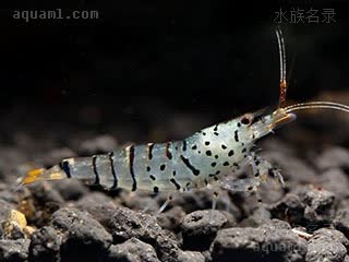 Caridina mariae Caridina mariae f.galaxy  (星点虎纹虾)