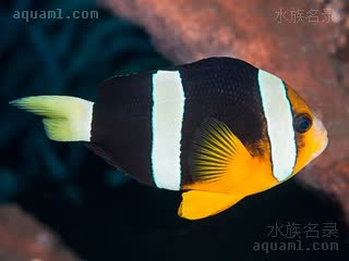 双带小丑 Amphiprion clarkii 克氏双锯鱼  背鳍黑色，腹部、腹鳍黄色