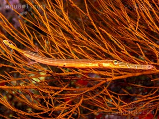  Aulostomus chinensis 中华管口鱼  伪装色