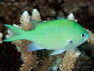 青魔 Chromis viridis 蓝绿光鳃鱼 成鱼 成体发色更偏绿