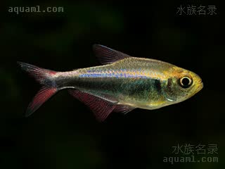 Characiformes Hyphessobrycon margitae