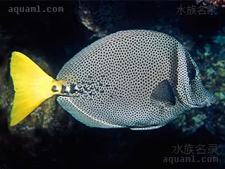 Prionurus punctatus 点纹多板盾尾鱼