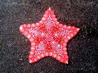 西非星 Goniaster tessellatus 细粒角海星[暂]  浅红色个体