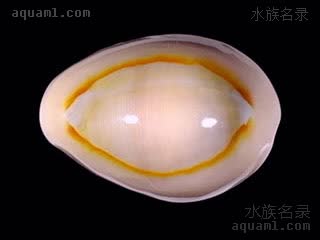 Monetaria annulus 环纹货贝