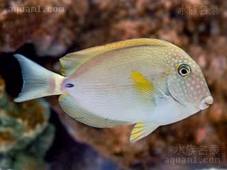 Acanthurus maculiceps 斑头刺尾鱼