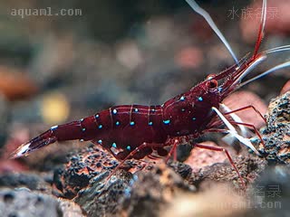 白袜虾 Caridina dennerli 丹纳氏米虾[暂] 雌虾 抱卵状态