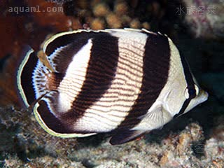 四间蝶 Chaetodon striatus 条带蝴蝶鱼 成鱼 