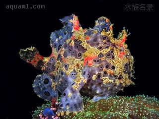 彩画五脚虎 Antennarius pictus 白斑躄鱼  特殊颜色的个体