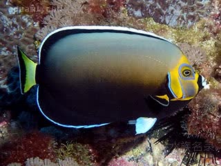 眼镜仙 Chaetodontoplus conspicillatus 大堡礁荷包鱼 成鱼 