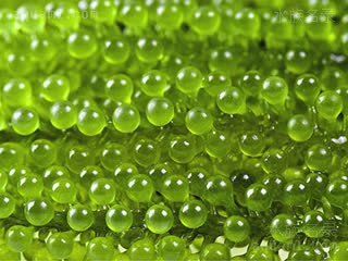 绿葡萄藻 Caulerpa lentillifera 长茎葡萄蕨藻  局部特写