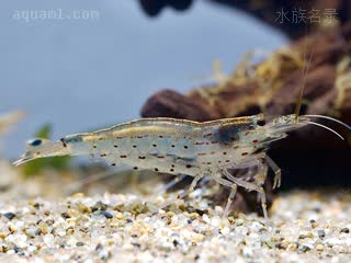 Caridina multidentata 多齿米虾