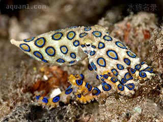 新月豹纹蛸 - 蓝环章鱼 Hapalochlaena lunulata