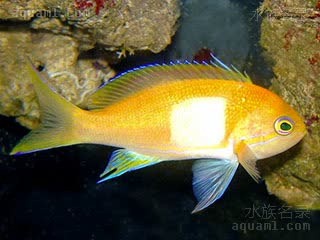 紫印 Pseudanthias pleurotaenia 侧带拟花鮨  雌雄过渡期，兼具雌雄色彩