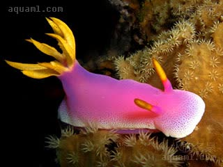 斑点紫海牛 Hypselodoris apolegma 镶边高海牛[暂]  偏向洋红颜色的个体