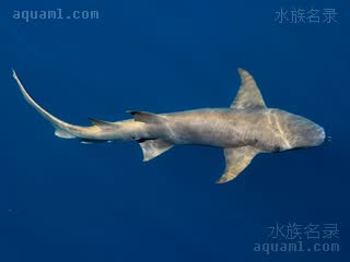 锈色护士鲨 Nebrius ferrugineus 长尾光鳞鲨  背面