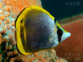 澳洲帝王蝶 Chaetodon flavirostris 黄吻蝴蝶鱼 幼鱼(2) 