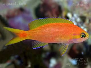 极光宝石 Pseudanthias calloura 美尾拟花鮨 雌鱼 体呈橙色，尾柄处有红色色块