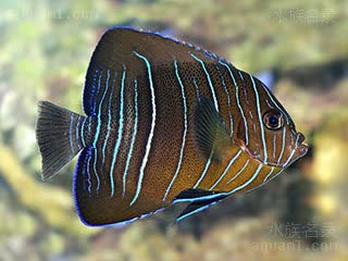 Pomacanthus rhomboides 似菱形刺盖鱼