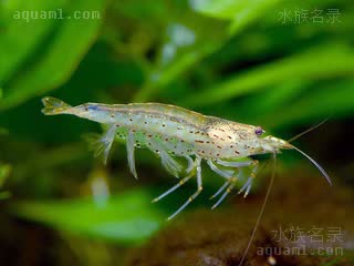 大和藻虾 Caridina multidentata 多齿米虾  游动状态