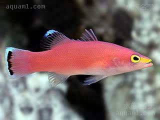加勒比海粉红草莓 Liopropoma mowbrayi 脊背长鲈 成鱼 