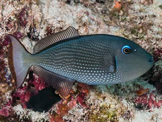 金边黄鳞鲀(雌) Xanthichthys auromarginatus(F)