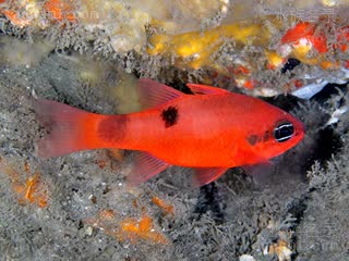 Apogonidae Apogonidae
